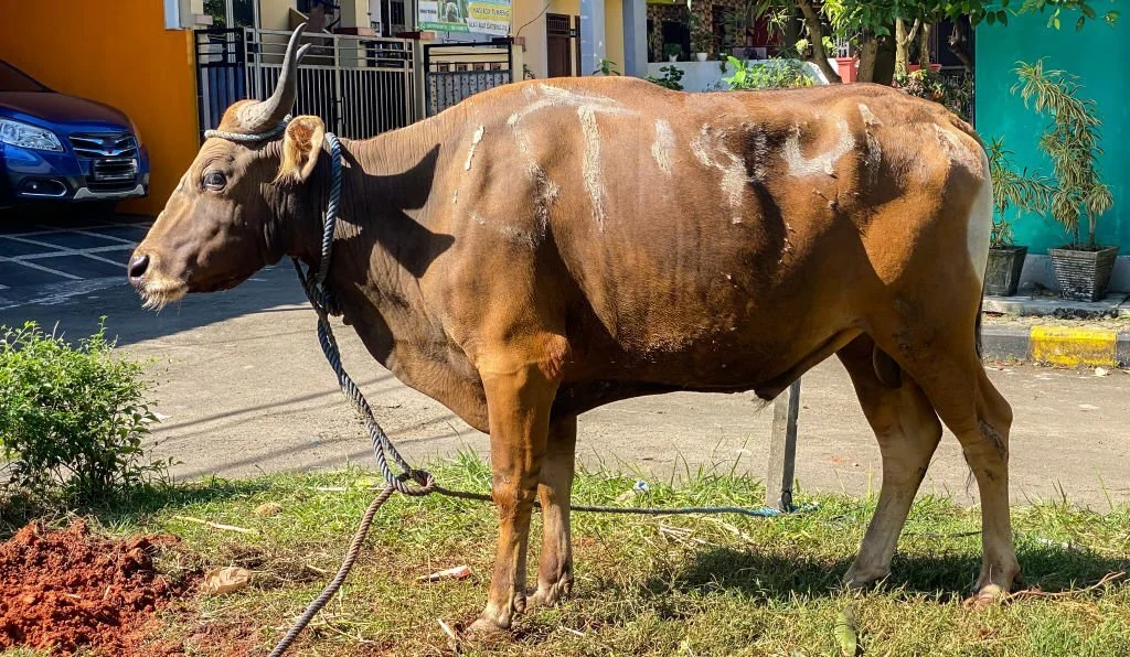 Tata Cara Menyembelih Hewan Qurban, Ada 6 Langkah